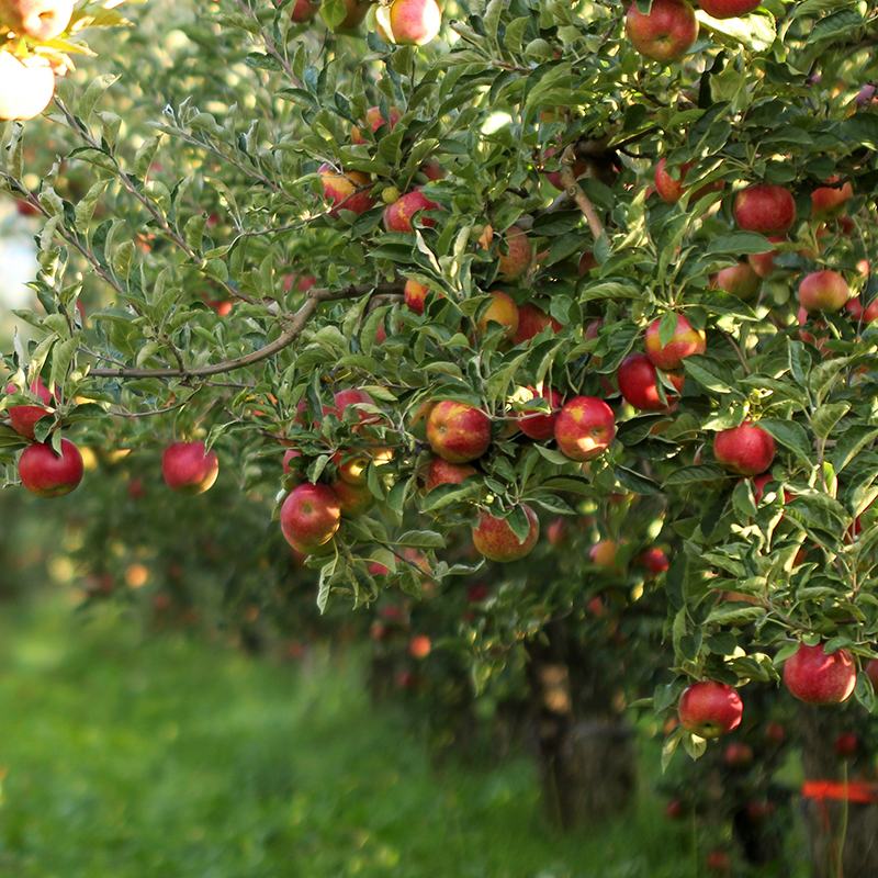 【農(nóng)業(yè)小知識(shí)】冰菜種植時(shí)間和種植方法